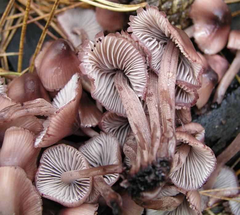 Fungo da determinare 7 (cfr. Mycena zephirus)